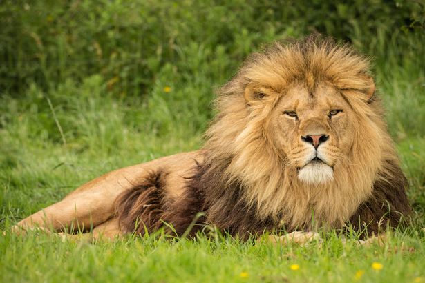 Lion-at-Knowsley-Safari-Park