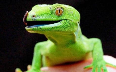 gecko_1566770c