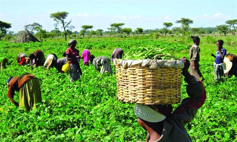 FG asks states to submit verifiable farmers’ list Farmers