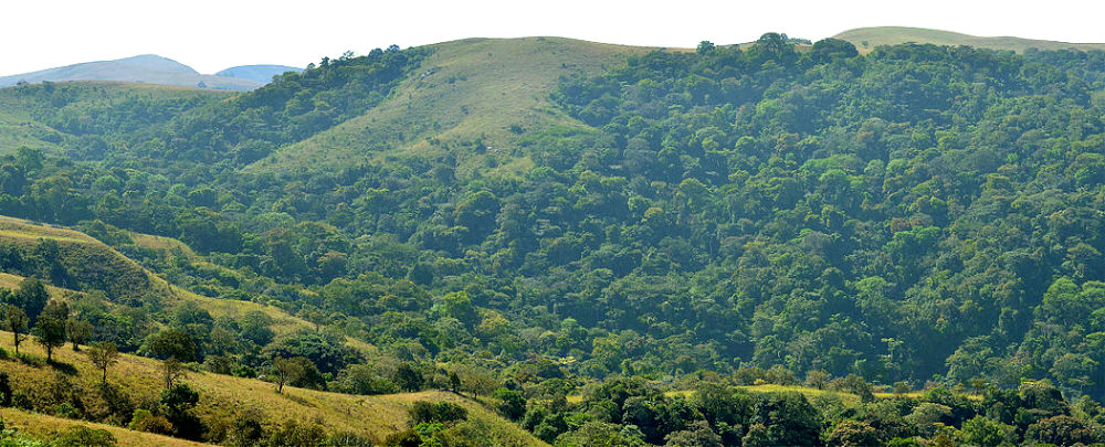 Only four per cent of nation's forest cover remaining -