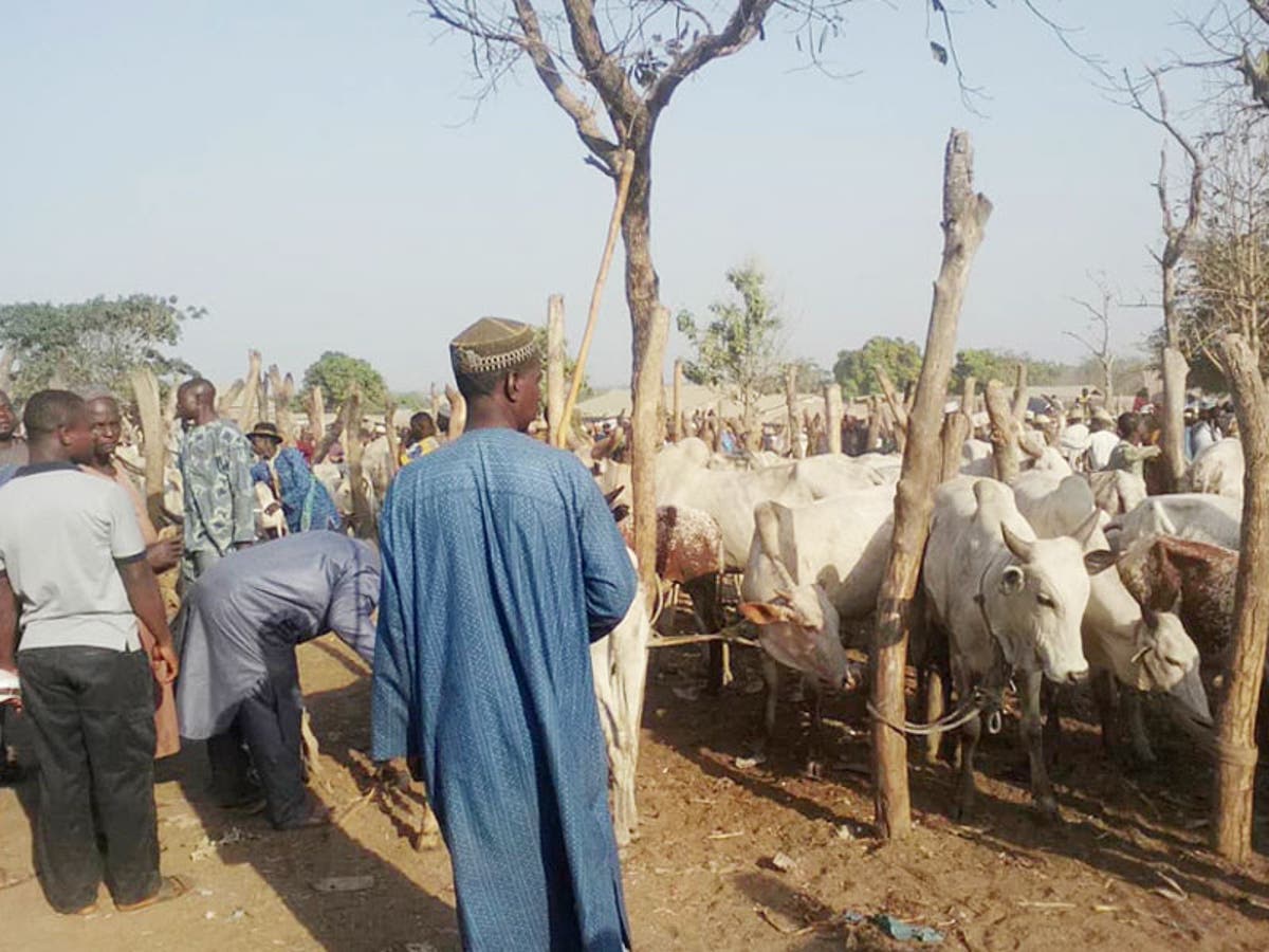 'We lost over N500m to rustlers '— Zamfara cattle dealers 'We lost over N500m to rustlers '— Zamfara cattle dealers