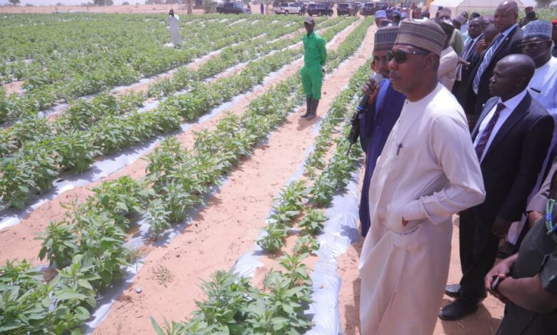 FG, Borno govt partner on irrigation projects