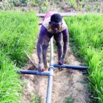 Inconsistent rainfall: Experts call for full adoption of irrigation