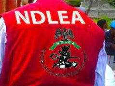 Women in drug trafficking driven by values erosion, greed — NDLEA