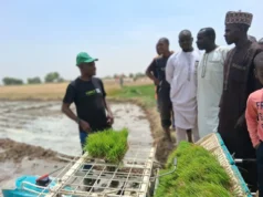 SRI-2030 trains Kano farmers on modern rice transplanting