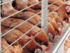 Poultry farmers seek increased financing to boost production capacity