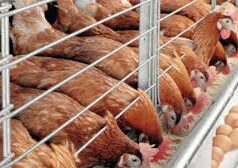 Poultry farmers seek increased financing to boost production capacity