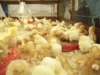 Farming offers reliable retirement income – Association