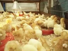 Farming offers reliable retirement income – Association