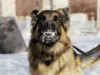 FCTA confirms 8 rabies cases, 2 deaths, issues alert
