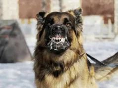FCTA confirms 8 rabies cases, 2 deaths, issues alert
