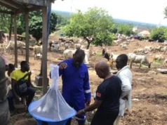 FMLD demands additional vet clinics in Abia, warns against diseased meat consumption