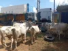 Police foil kidnap, cattle rustling attempts, rescue victim in Katsina