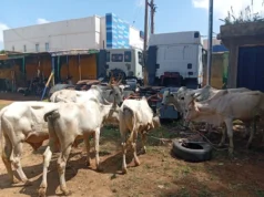 Police foil kidnap, cattle rustling attempts, rescue victim in Katsina