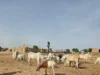 Police foil two bandits’ attacks, recover 137 rustled cows in Sokoto