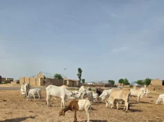 Police foil two bandits’ attacks, recover 137 rustled cows in Sokoto