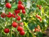 Jigawa farmers seek establishment of tomato processing plant to boost production