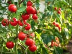 Jigawa farmers seek establishment of tomato processing plant to boost production