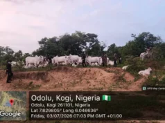 Kogi recovers 1,000 rustled livestock in fresh offensive against bandits