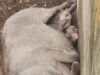 Baby boom at Kano Zoo as warthog gives birth to two piglets
