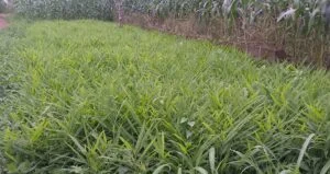 Kaduna ginger farmers reap gains from child labor project, seeks expansion
